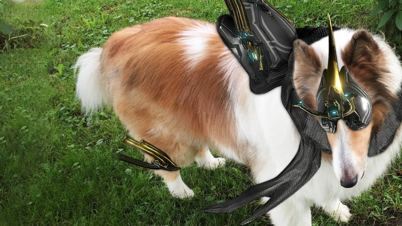 Tenno’s Best Friend Contest